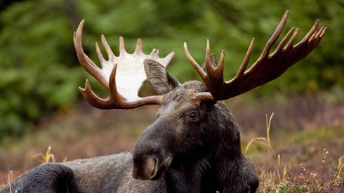 Is That Shofar Kosher?