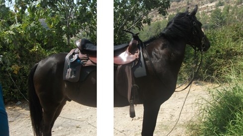 A Split Horse