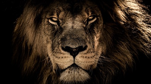 איך גוב האריות קשורים לפרשת נח?