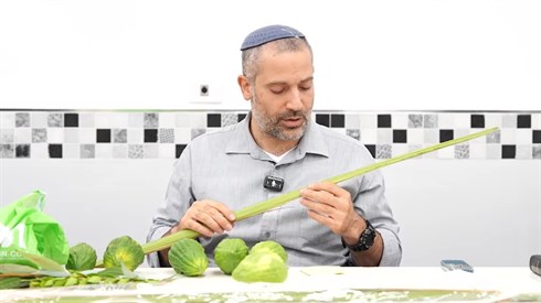 דיני ארבעת המינים הלכה למעשה