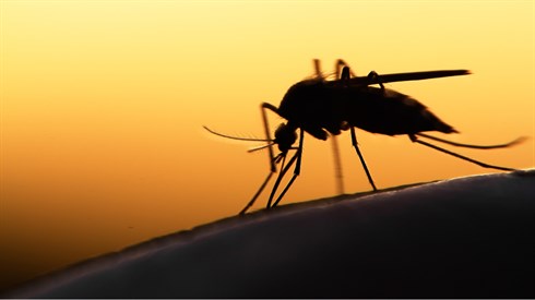 Killing bugs on Shabbat