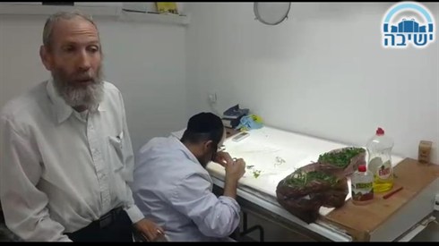 האם לאחר ששוטפים ירקות עלים רגילים בטלים החרקים? האם לאחר ששוטפים ירקות עלים רגילים בטלים החרקים?