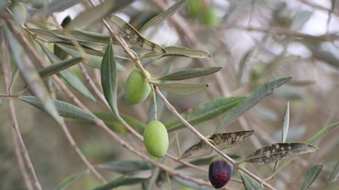 תרומות ומעשרות תרומות ומעשרות