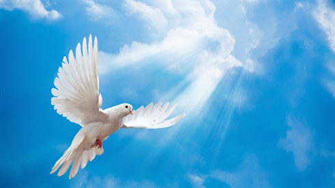 The Dove, The Olive Branch & The Land of Israel