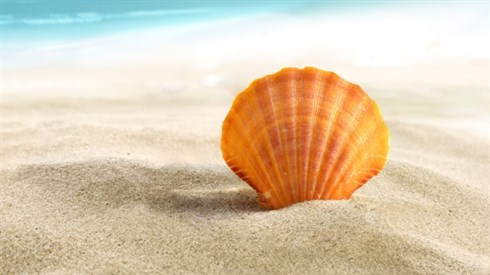 Reducing and Utilizing the Summer Vacation