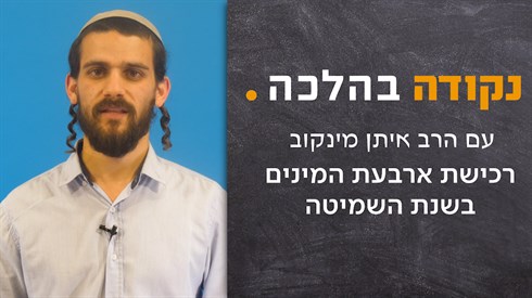 כיצד קונים ארבעת המינים בצאת שנת השמיטה? כיצד קונים ארבעת המינים בצאת שנת השמיטה?