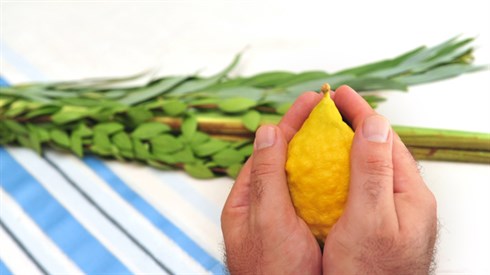 נטילת לולב בשבת (Shutterstock/ChameleonsEye) נטילת לולב בשבת