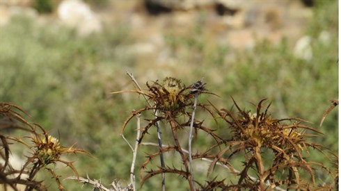 עקירת קוצים בשמיטה עקירת קוצים בשמיטה