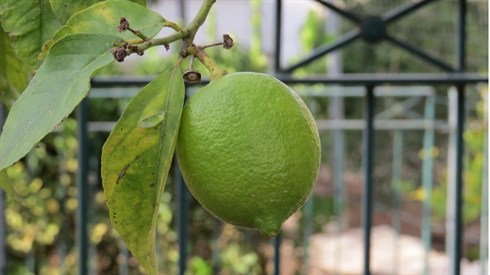 שומרים על האוצר שומרים על האוצר