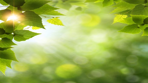 ח"י אלול- נשמתו של אלול (Shutterstock) ח"י אלול- נשמתו של אלול