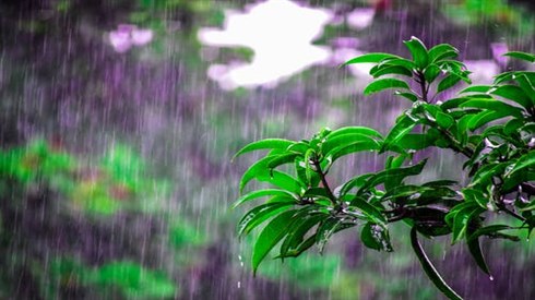 Tu Bishvat – Planting the Jewish People in Their Land Tu Bishvat – Planting the Jewish People in Their Land