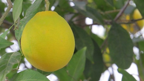 הלכות שביעית הלכות שביעית