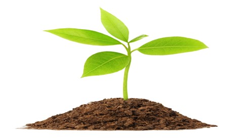 קדושה נעלמת וקדושה גלויה (Shutterstock) קדושה נעלמת וקדושה גלויה
