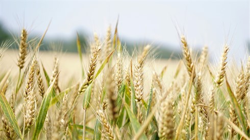 6th of Sivan or 50th Day of the Omer?