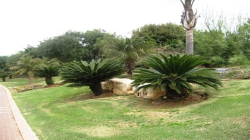 הקרונות שעיברו את השנה בלוד