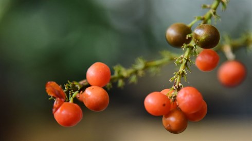 ברכת שהחיינו בימי בין המיצרים (Pexels) ברכת שהחיינו בימי בין המיצרים