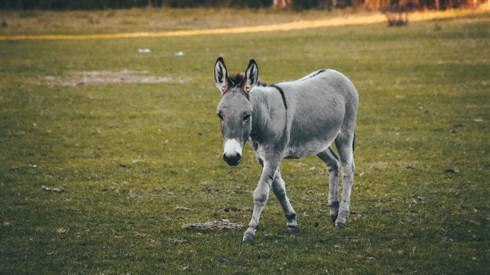הלוואי שהייתי חמור פשוט! (Pexels) הלוואי שהייתי חמור פשוט!