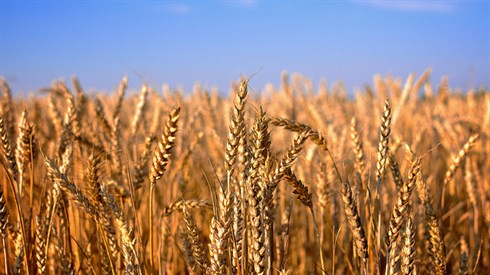 As Shavuot Approaches...